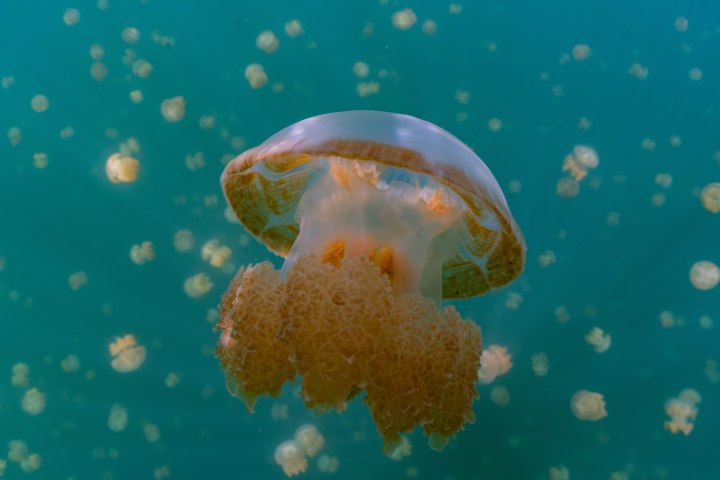 Jellyfish Lake (Eli Malk Island, Palau)